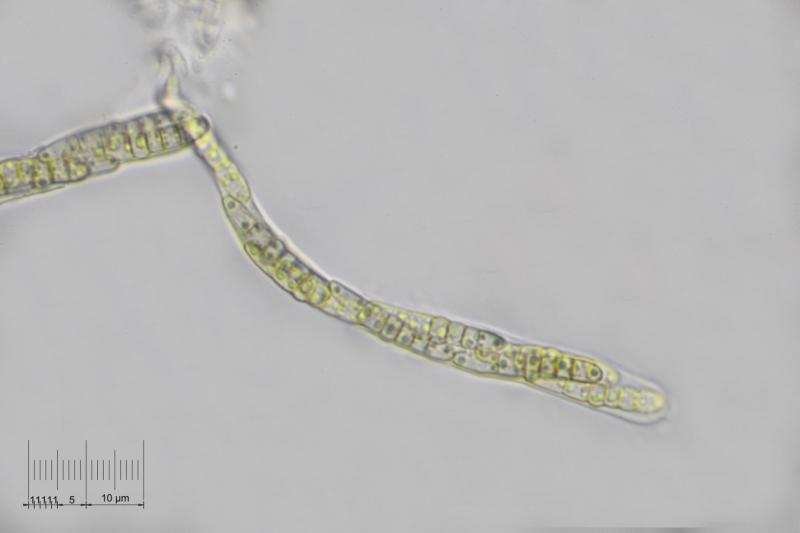 macrostoma