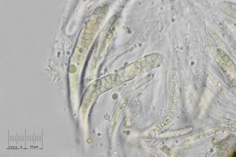 macrostoma