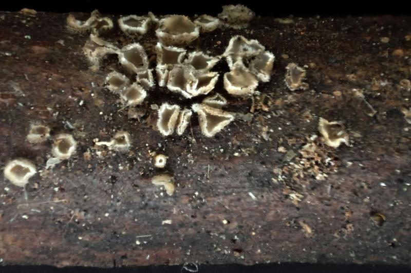 macrostoma