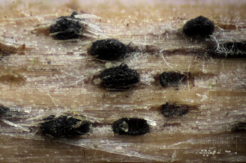 macrostoma