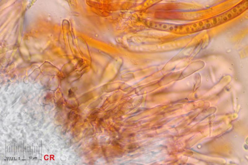 macrostoma