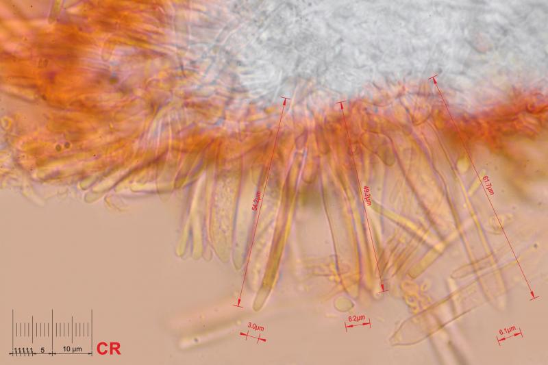 macrostoma
