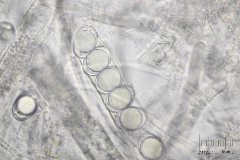macrostoma