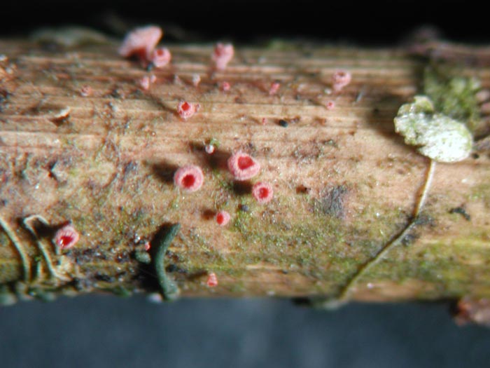 macrostoma
