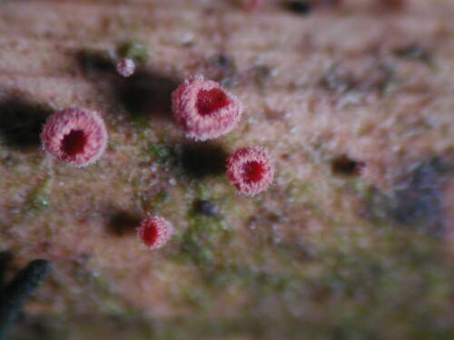 macrostoma