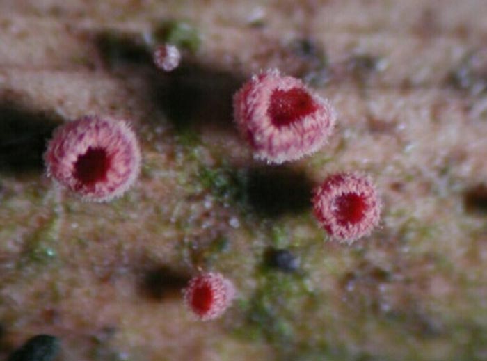 macrostoma