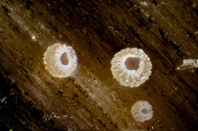 macrostoma