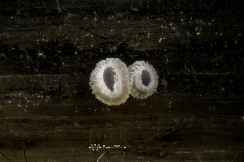 macrostoma