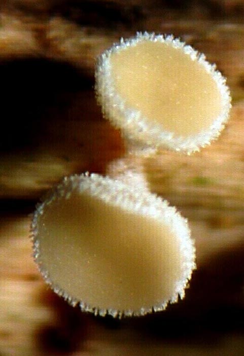 macrostoma