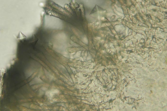 macrostoma
