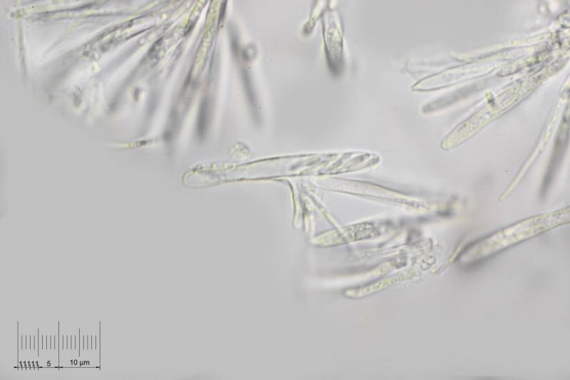 macrostoma