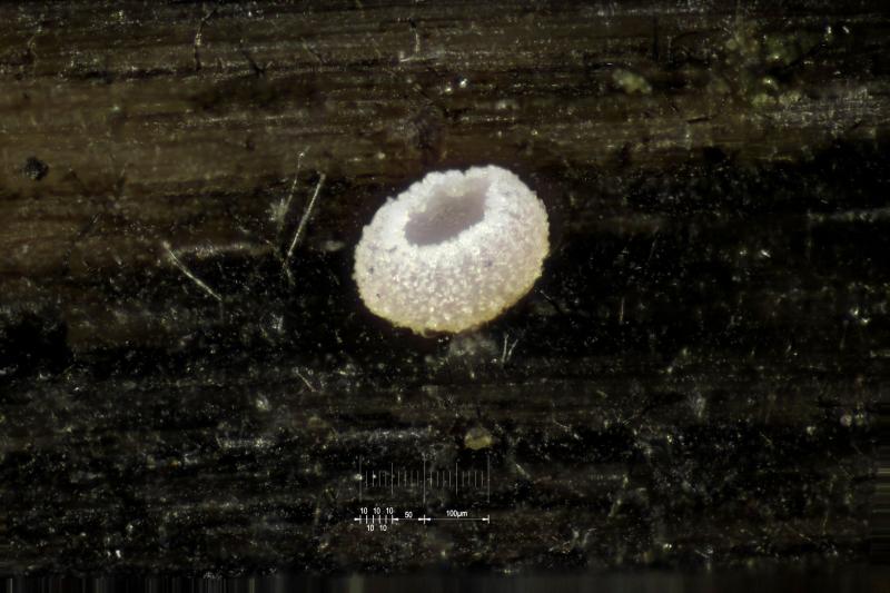 macrostoma