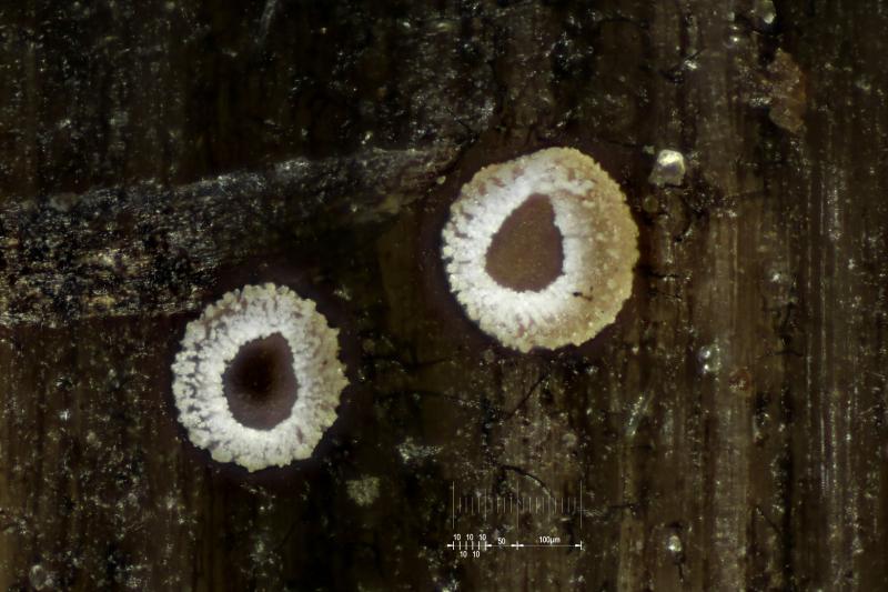 macrostoma
