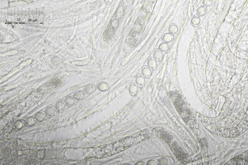 macrostoma