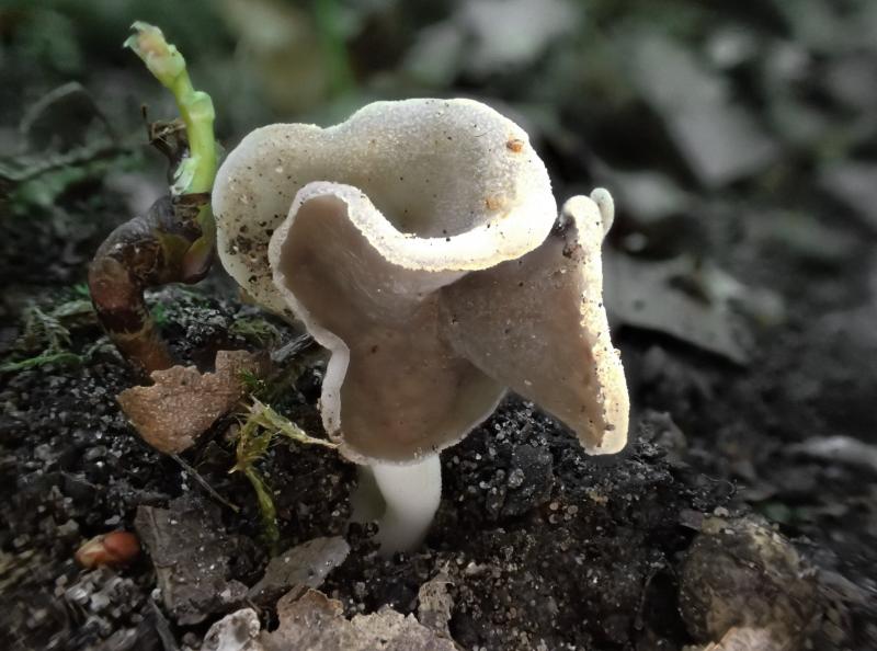 macrostoma