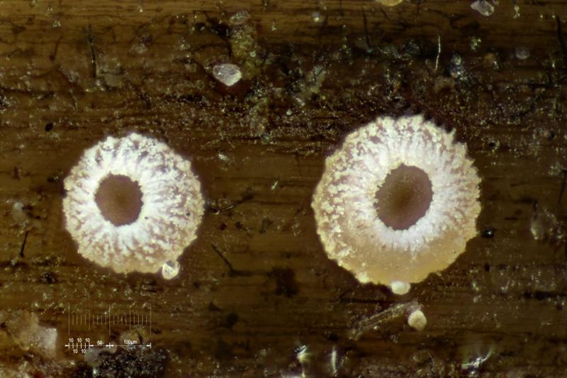 macrostoma