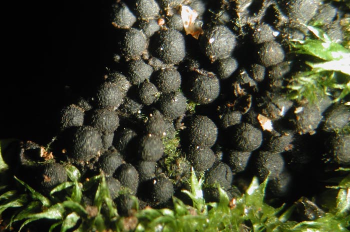 macrostoma