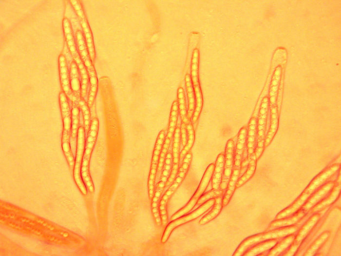 macrostoma