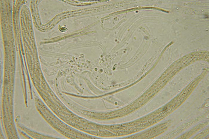 macrostoma