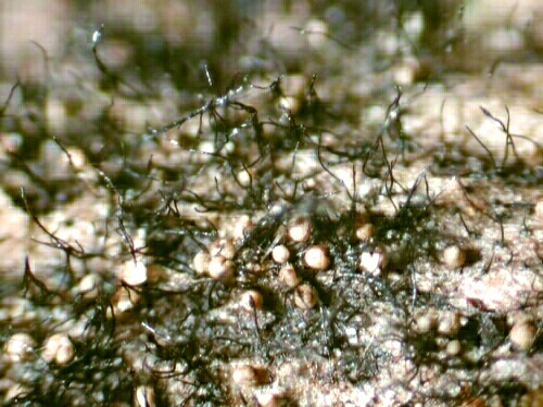 macrostoma