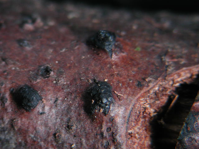 macrostoma