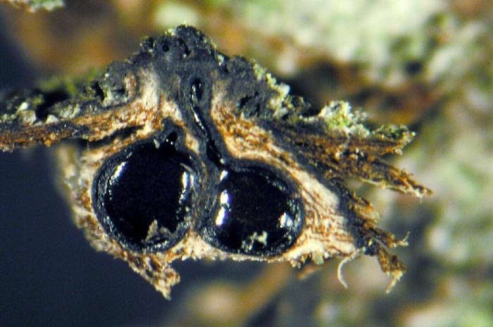 macrostoma