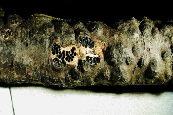 macrostoma