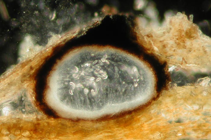macrostoma