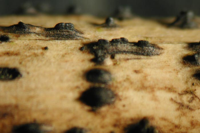 macrostoma