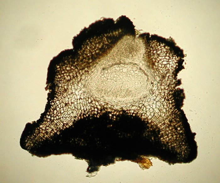 macrostoma
