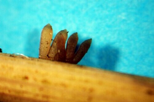 macrostoma