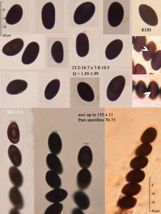 macrostoma