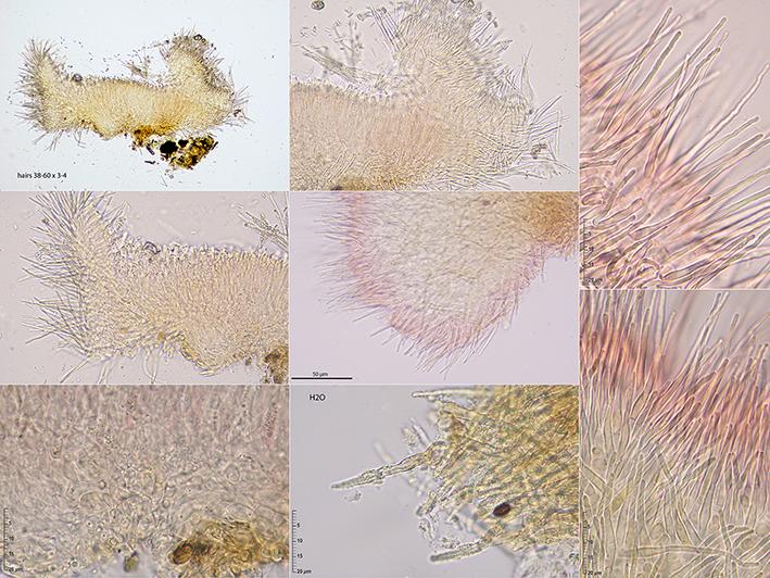 macrostoma