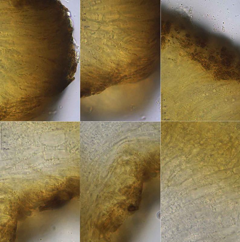 macrostoma