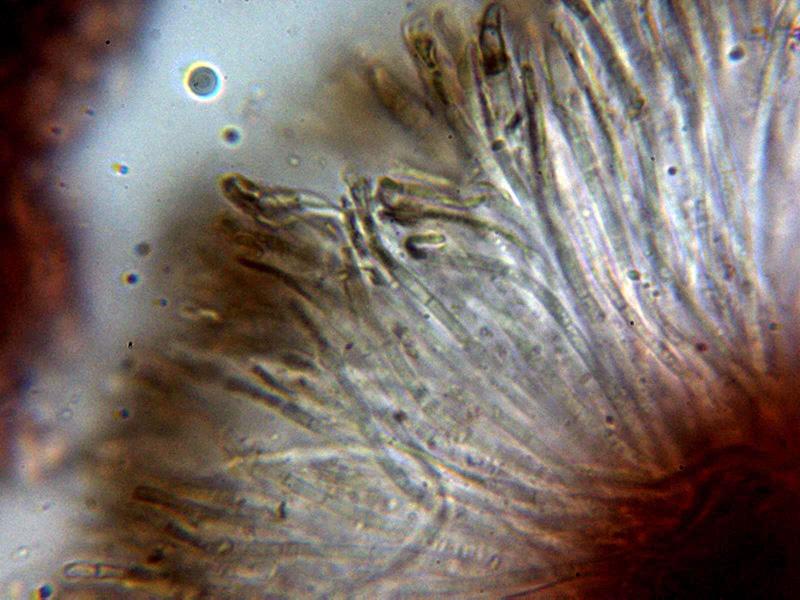 macrostoma