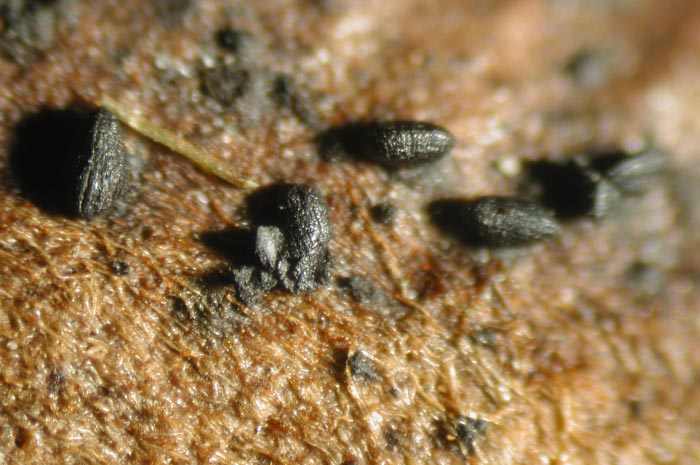 macrostoma