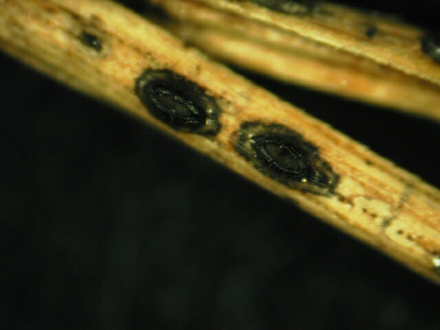 macrostoma