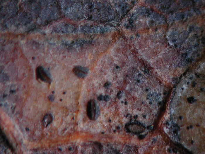 macrostoma