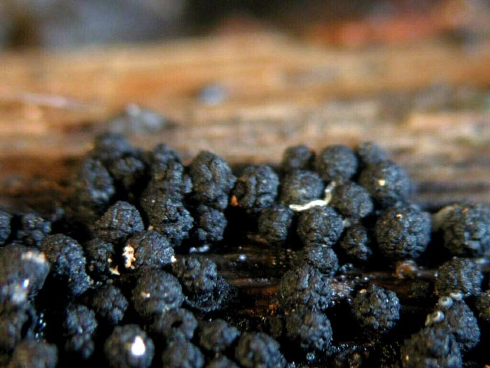 macrostoma