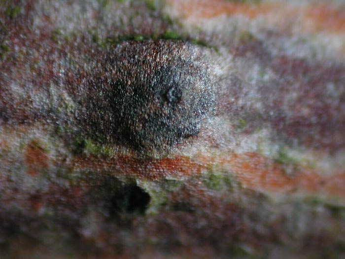 macrostoma