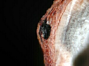 macrostoma