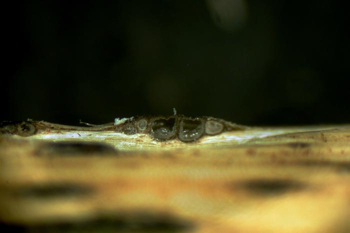 macrostoma