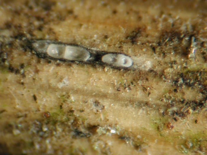 macrostoma
