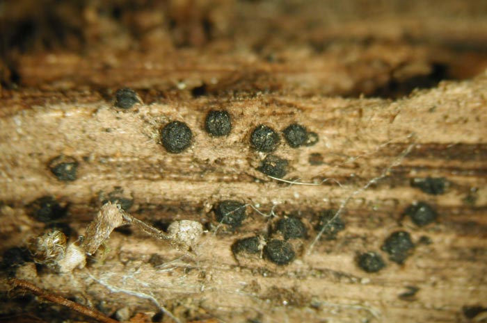 macrostoma