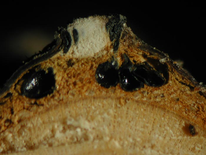 macrostoma