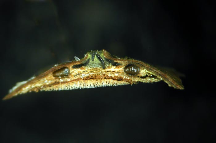 macrostoma