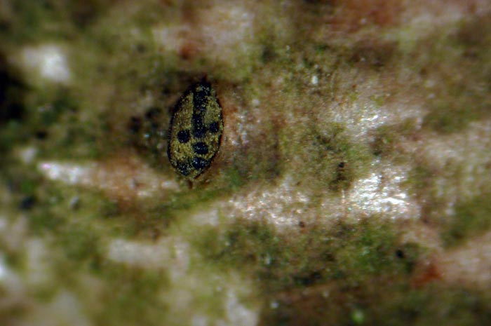 macrostoma