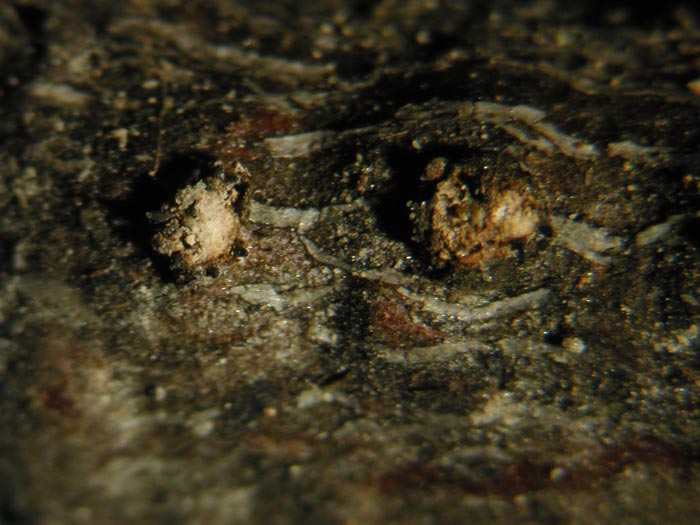 macrostoma