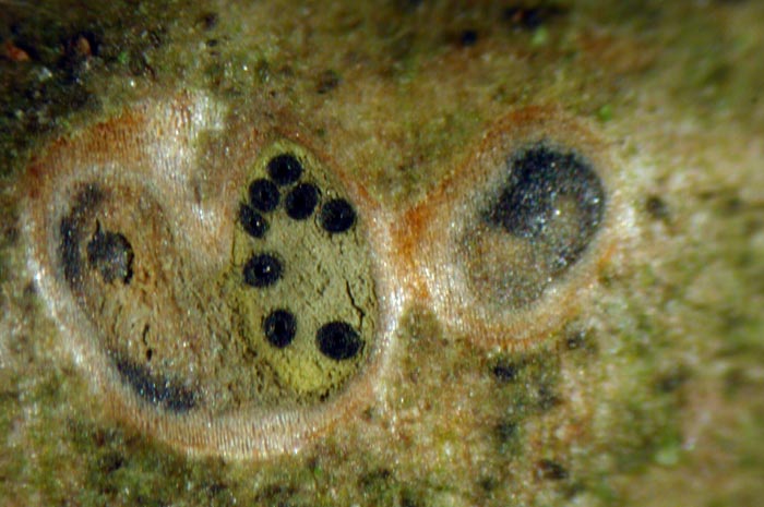 macrostoma