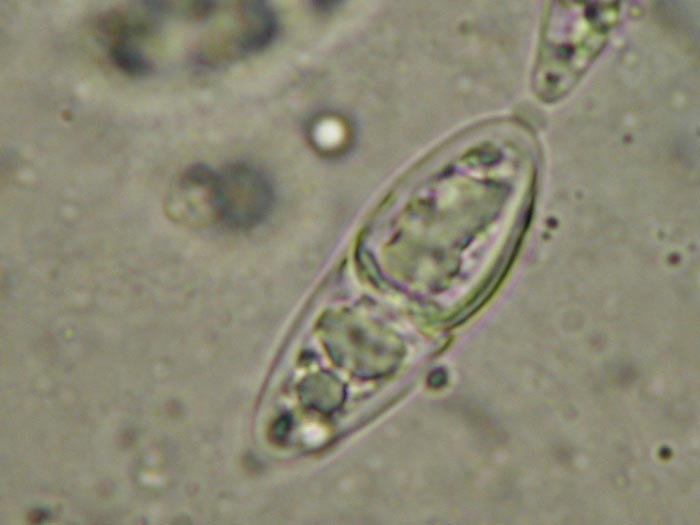 macrostoma
